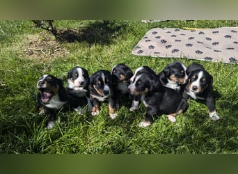 Appenzeller Sennenhund Welpen