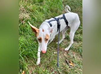 Barbi, sucht dringend einen neuen Platz