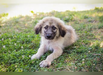 Chip 231427: Hundekind sucht ein Zuhause
