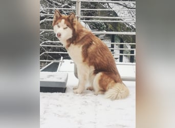 Husky Welpen 3 Rüden suchen ein Zuhause ab Mai