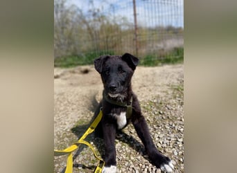 Fröhlicher Welpenjunge Buddy
