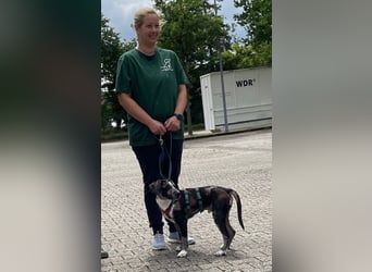 Merlin sucht eine liebevolle Familie