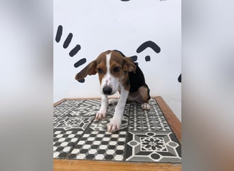 Jagdhund Mix Tara