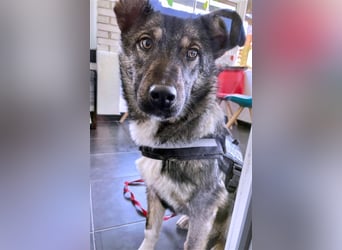 Sarplaninac-Schäfer Mischlings Rüde  Findus (Herden Schutzhund) Sucht ein erfahrenes zuhause