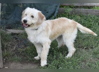 Pfiffige Suki sucht ihre Menschen