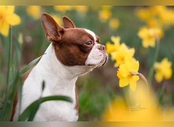 Boston Terrier 