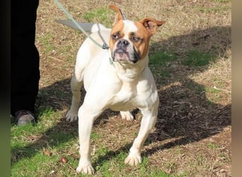 Nereida - Hübsche Bulldoggen-Dame sucht Sportpartner