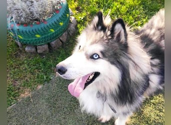 Husky-Mix Arci sucht seine liebe Familie