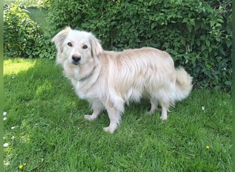 Taxo ist ein ruhiger, verschmuster Hund