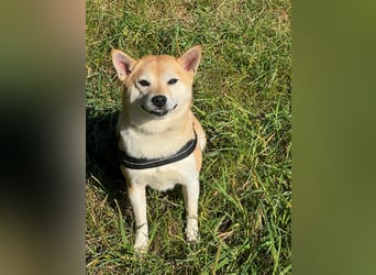 Kokette 3/4 Shiba Inu 1/4 Beagle Hündin Aiko (1,8 Jahre alt)