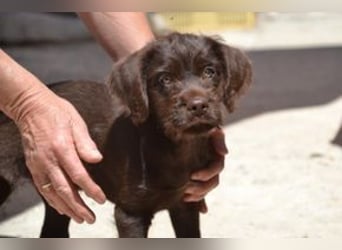 Lollo, ein fröhliches Hundekind auf Entdeckungsreise