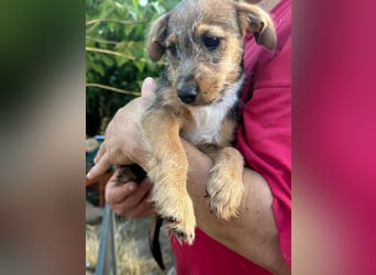 Patrik, geboren 10.04.2025, 24cm sucht seine Chance