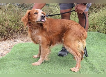 Tiger, Epagneul Breton / Bretonenspaniel, lieb und verträglich