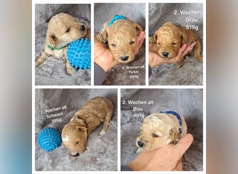Maltipoo Welpen
