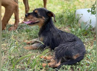 Lili. geboren 01.11.2024, 25cm sucht ihr Körbchen