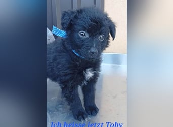 ❤️ süßes TOBY-Baby - 8 Wochen, sp. 35cm - Havaneser-Pudel-Mix