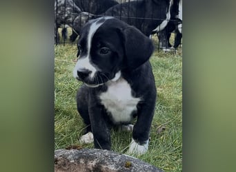 Cane Corso - Dogo Argentino Mischlingswelpe Hündin
