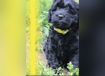 Cockapoo bereit zum Lieben!  - Schenken Sie sich selbst bedingungslose Liebe –
