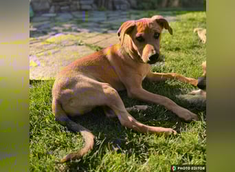 Elay, ein Herzenshund sucht sein Glück, PS in 94078 Freyung