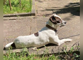 Kleine ♥ Abbie ♥ Schmusemaus wartet bereits in 63776 Mömbris