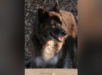 Stella