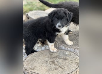 Australian Shepherd Welpen in  Black Bi