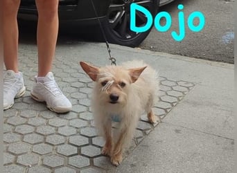 Dojo geb. 04/2023 (ESP) - menschenbezogener, kleiner Yorkshire Terrier-Mix!