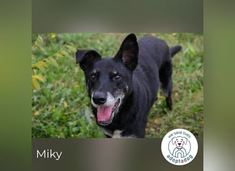 Miky: Sucht dich!