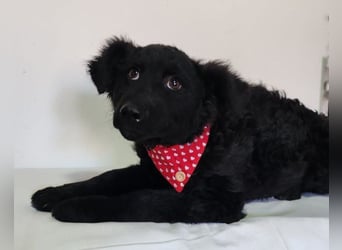 ZOA❤️Kroat. Schäferhund-Mix-Mädel voller purer Lebensfreude