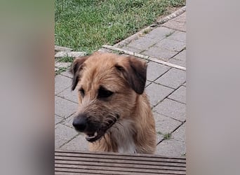 Nala wartet in 97513 Michelau