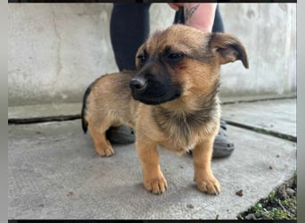 Eddie, geb. 11.12.2024, 19 cm, wünscht sich ein tolles Hundeleben