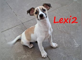 Lexi2 geb. 04/2025 (GRC) - verspielte, zuckersüße kleine Welpin!