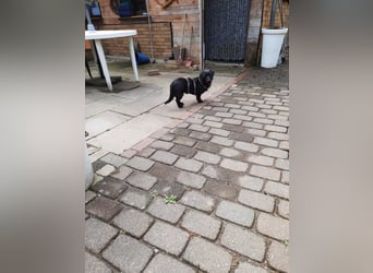 Neila sucht ihr Zuhause