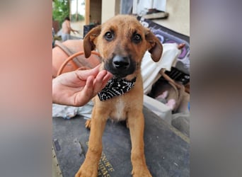KIMO - möchte ins Hundeglück starten!