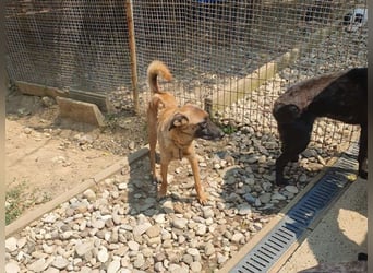 Bezaubernde Hundelady RONJA sucht liebevolle Familie