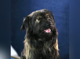 Wuscheliger Grey sucht seine Familie
