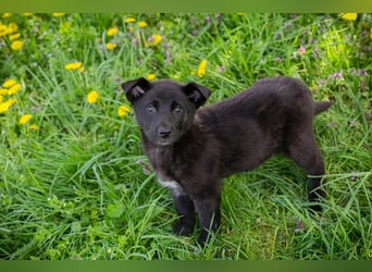 Trine: Hundekind sucht ein Zuhause