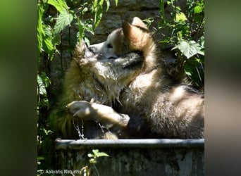 Zuchtstätte Silberglanz- C-Wurf / Alaskan Malamute Welpen - 3 Weibchen/2 Rüden