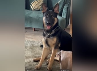 Lieber Schäferhund Rüde