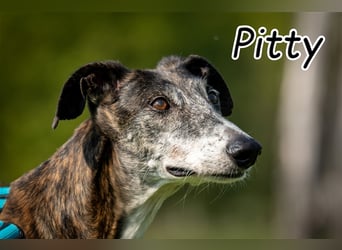 Haben Sie die Geduld Pitty das Hundeleben zu zeigen?