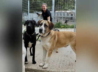 Ruhiger und gelassener Junghund WILLY (2 Jahre) sucht eine Familie
