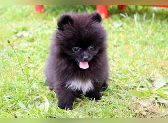 Yulie unsere kleine Pomeranian Zwergspitz Hündin mit Papieren kann ausziehen