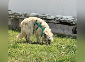 JAMES – unser fröhliches Wollknäuel auf vier Pfoten