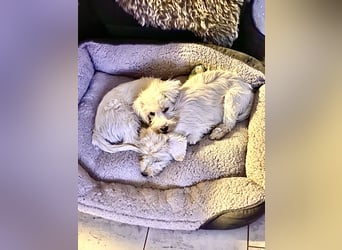 Weiße Zwergschnauzer Welpen nicht haarend reinrassig
