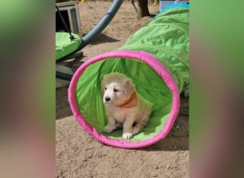 Golden Retriever Welpen