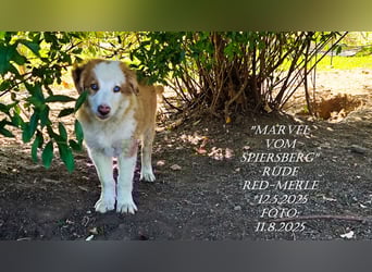 Border Collie-Welpen , black-,red-white und red-merle