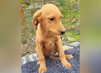 Kimbo ❤️ verspielter Labi-Bracke-Mix Bub