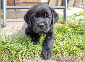 Edle Labrador Welpen mit Ahnentafel, Nachkommen von Champions