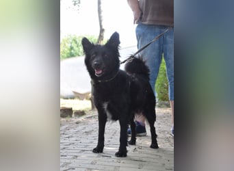 Jasmin - bezaubernde und liebenswerte junge Hündin