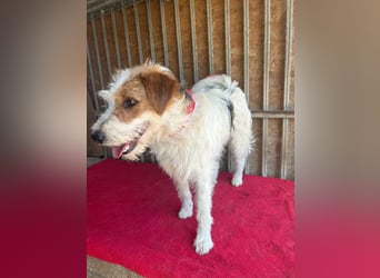 Fredi, Foxterrier-Mix, Rüde, geb. am 01.01.2024, 42 cm